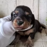 ミニチュアダックスフンド(ロング)【千葉県・女の子・2025年10月2日・ブラック&タン】の写真6