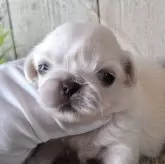 ペキニーズ【千葉県・男の子・2025年3月19日・ホワイト】の写真6