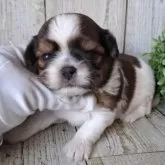 ミックス(チワワ×シーズー)【千葉県・男の子・2025年6月25日・ホワイト&ブラウン】の写真7