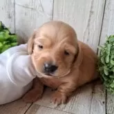 ミニチュアダックスフンド(ロング)【千葉県・女の子・2025年10月23日・ゴールド】の写真7