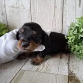 ミニチュアダックスフンド(ロング)【千葉県・男の子・2025年10月2日・ブラック&タン】の写真7