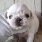 ペキニーズ【千葉県・男の子・2025年3月19日・ホワイト】の写真8