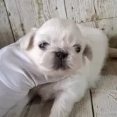 ペキニーズ【千葉県・男の子・2025年3月19日・ホワイト】の写真9