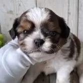 ミックス(チワワ×シーズー)【千葉県・男の子・2025年6月25日・ホワイト&ブラウン】の写真9