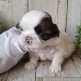 シーズー【千葉県・女の子・2025年11月13日・ホワイト&ゴールド】の写真6