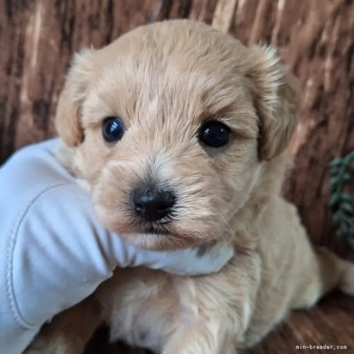 ID：2310-00757の子犬