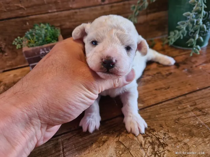 ID：2103-01737の子犬