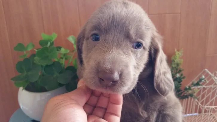 ID:1604-01363の子犬