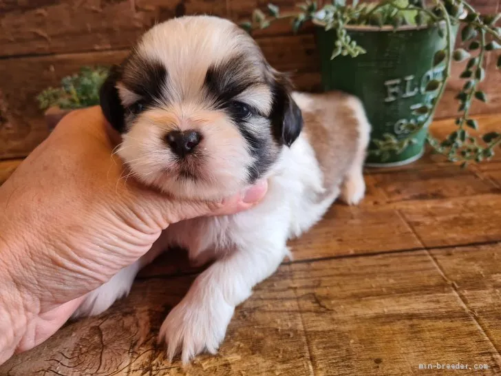 ID:2104-02047の子犬