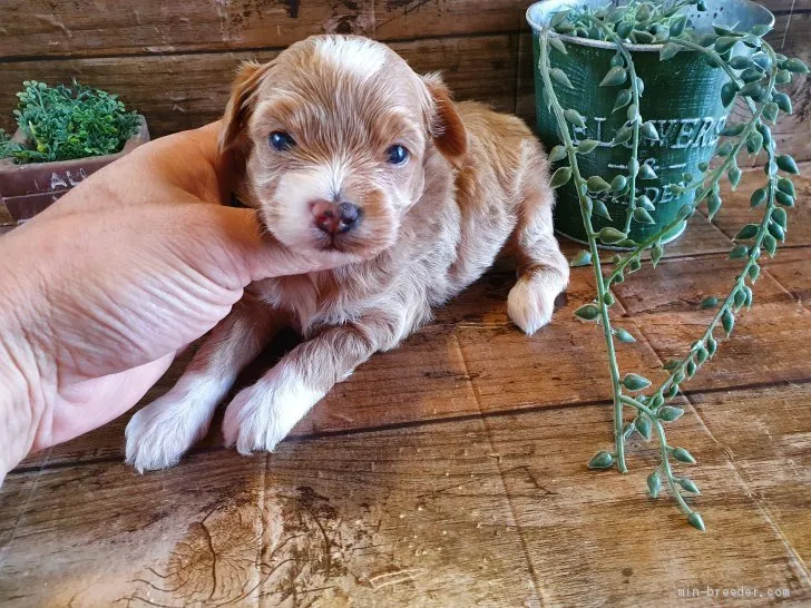ID：2007-02240の子犬