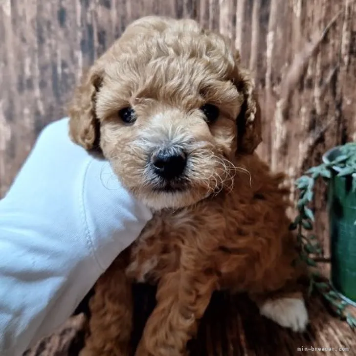 ID：2307-02627の子犬