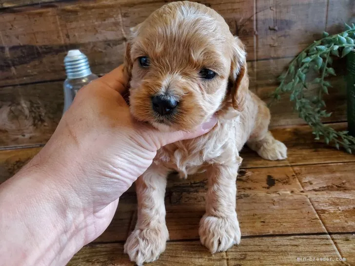 ID：1911-00846の子犬