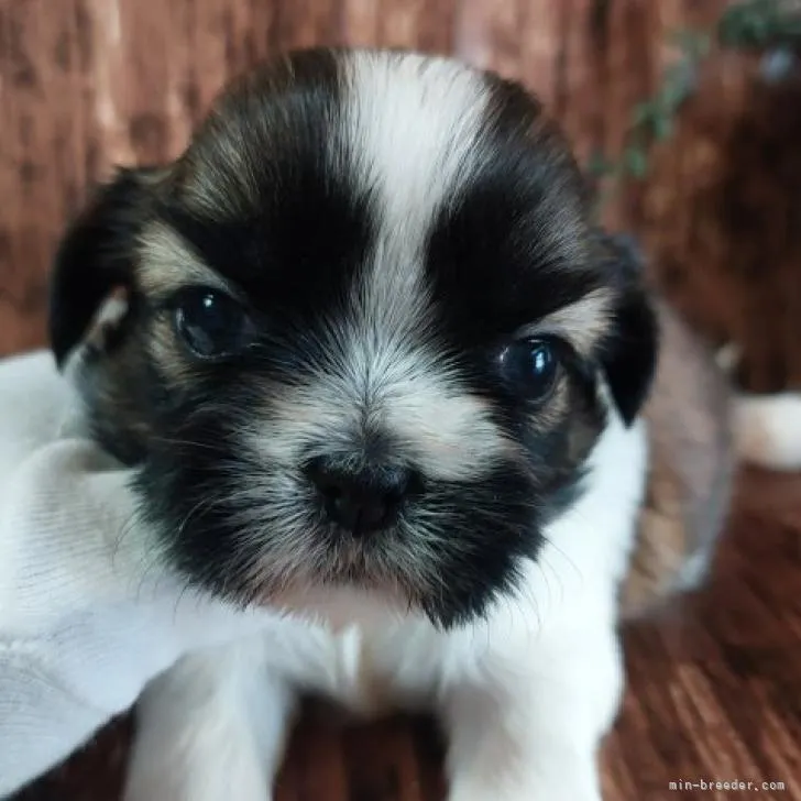 ID：2207-04695の子犬