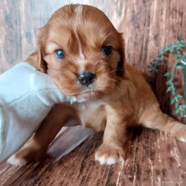 ID：2209-00210の子犬