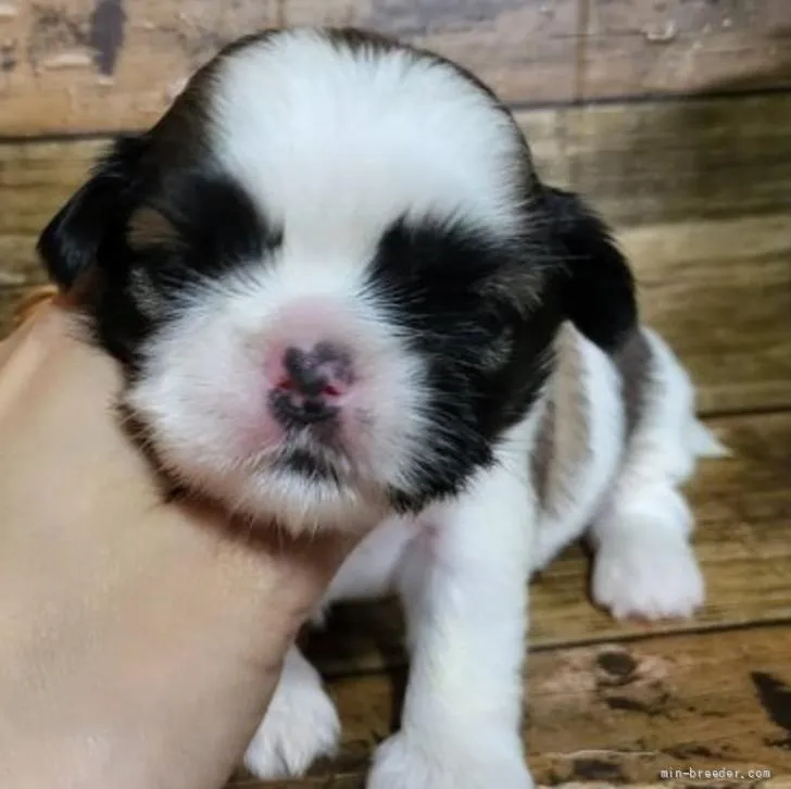 ID：2206-00503の子犬