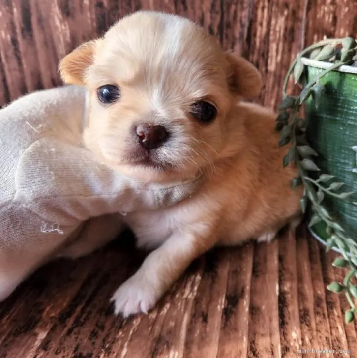 ID：2212-00688の子犬