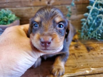 ミニチュアダックスフンド(ロング)【千葉県・男の子・2021年9月16日・チョコレート&タン】の写真「両親ともに遺伝子検査クリアです。」