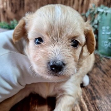 『チワプー』父:トイプードル 母:チワワ【千葉県・女の子・2023年8月16日・クリーム】の写真「★期間限定値下げ★」