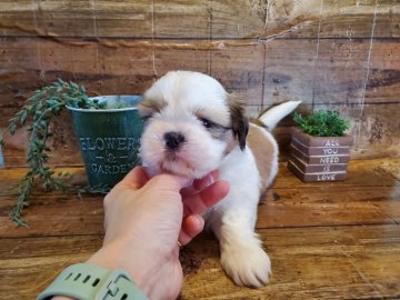 シーズー【千葉県・男の子・2021年10月13日・ホワイト&ゴールド】の写真「このワンちゃんの見学は12月9日で終了となります」