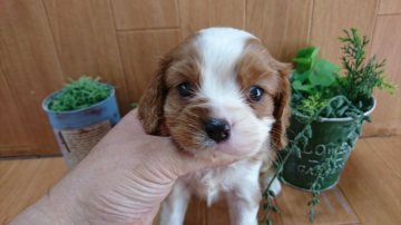 キャバリア【千葉県・男の子・2017年8月10日・ブレンハイム】の写真「イギリスの伝統的なワンちゃん！！」