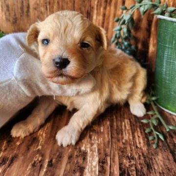 『マルプー』父:マルチーズ 母:トイプードル【千葉県・女の子・2022年12月27日・クリーム】の写真「このワンちゃんの見学は2月20日で終了となります」