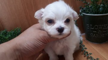 マルチーズ【千葉県・男の子・2017年6月21日・ホワイト】の写真「純白のイケメンくん☆」
