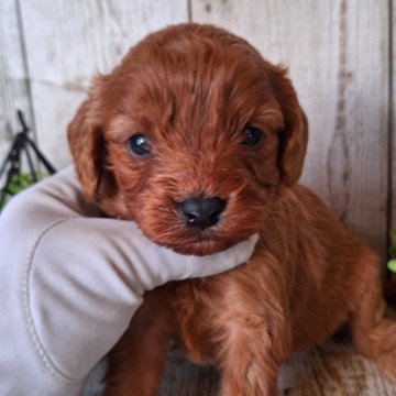 キャバプー(トイプードル×キャバリア)【千葉県・女の子・2023年11月30日・レッド】の写真「このワンちゃんの見学は1月25日で終了となります」