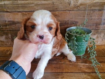 キャバリア【千葉県・男の子・2020年12月31日・ブレンハイム】の写真「このワンちゃんの見学は2月18日で終了となります」