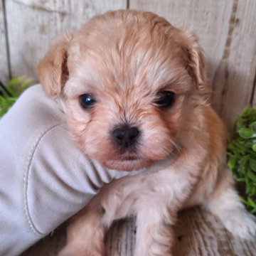 チワプー(チワワ×トイプードル)【千葉県・女の子・2023年11月15日・クリーム】の写真「このワンちゃんの見学は1月11日で終了となります」