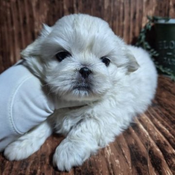 ペキニーズ【千葉県・男の子・2023年9月12日・ホワイト】の写真「このワンちゃんの見学は11月7日で終了となります」