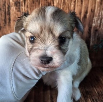 チワマル(マルチーズ×チワワ)【千葉県・女の子・2023年9月26日・ホワイト&レッド】の写真「このワンちゃんの見学は11月21日で終了となります」