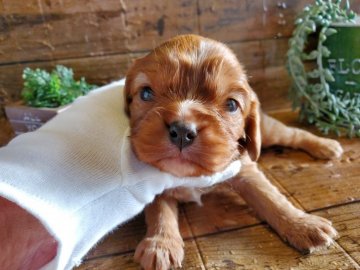 キャバリア【千葉県・男の子・2021年10月27日・ルビー&ホワイト】の写真「キャバリアのご紹介です。」