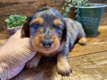 ミニチュアダックスフンド(ロング)【千葉県・男の子・2021年9月1日・シルバーダップル】の写真「ムッチムチのダックスです。」