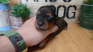 ミニチュアダックスフンド(ロング)【千葉県・女の子・2017年3月30日・レッド】の写真「ムッチムチのダックス兄妹です★」