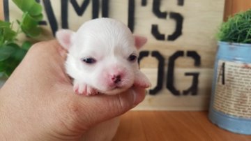 チワワ(ロング)【千葉県・女の子・2016年10月23日・クリーム】の写真「」