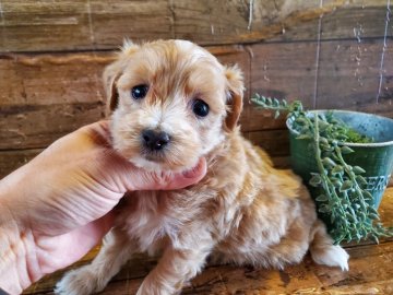 『マルプー』父:マルチーズ 母:トイプードル【千葉県・女の子・2021年7月29日・クリーム】の写真「このワンちゃんの見学は9月23日で終了となります」