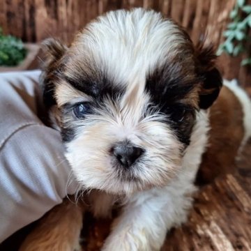 シーズー【千葉県・男の子・2023年8月29日・ホワイト&ゴールド】の写真「このワンちゃんの見学は10月24日で終了となります」