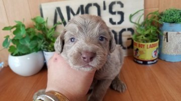 ワイマラナー【千葉県・女の子・2016年11月27日・グレー】の写真「希少犬種！激カワいいです★」