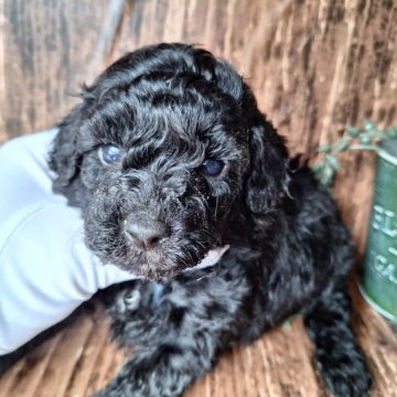 トイプードル(トイ)【千葉県・女の子・2023年3月23日・ブラック】の写真「お値下げ致しました！見学は18日までとなります。」