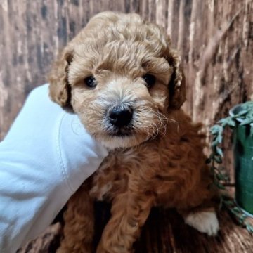 『ビジョンプー』父:トイプードル 母:ビション【千葉県・女の子・2023年5月31日・クリーム】の写真「このワンちゃんの見学は7月27日で終了となります」