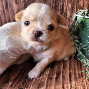 チワワ(ロング)【千葉県・女の子・2022年10月27日・クリーム&ホワイト】の写真「このワンちゃんの見学は12月22日で終了となります」