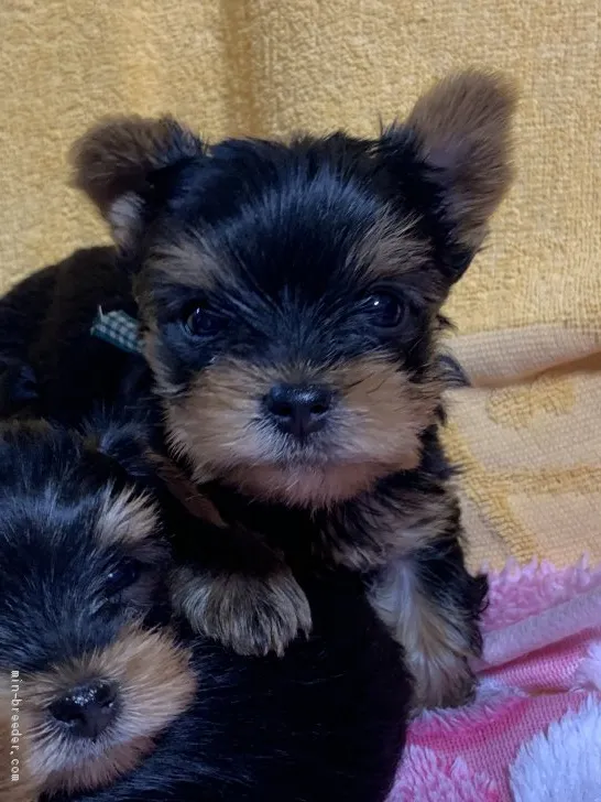 ID：2105-02904の子犬