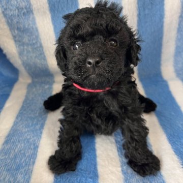 トイプードル(タイニー)【兵庫県・女の子・2025年2月17日・ブラック】の写真「綺麗なブラックガール」