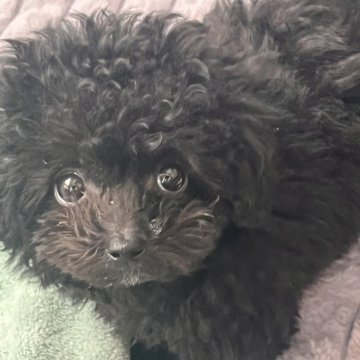 トイプードル(ティーカップ)【兵庫県・女の子・2024年11月13日・ブラック】の写真「可愛いドワーフ体型のミニョンちゃん」
