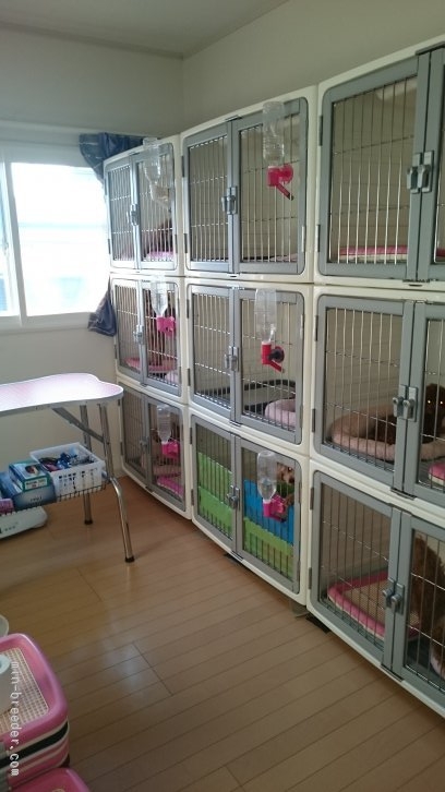 衛生的な明るい犬舎でみんな元気です。｜高野　延夫(たかの　のぶお)ブリーダー(千葉県・トイプードル・JKC登録)の紹介写真2
