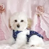 タイニープードル