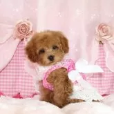 ティーカッププードル