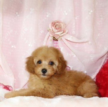 トイプードル(タイニー)【千葉県・男の子・2024年5月20日・アプリコット】の写真「PRA,ＤＭ,VWDクリア◎2/7現在1.88kg」