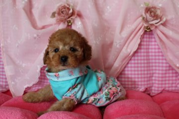 トイプードル(ティーカップ)【千葉県・男の子・2015年12月29日・アプリコット】の写真「ミルクティーカラーの小さなプリンス君◡̈*✧」