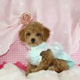 タイニープードル【千葉県・男の子・2023年7月20日・アプリコット】の写真1